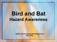 Bird and Bat Hazard Awareness Safety and Environmenta