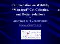 Cat Predation on Wildlife,  Managed  Cat Colonies, an