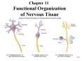 Chapter 11 Functional Organization of Nervous Tissue 11-* 