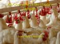 An Overview of the Poultry Industry Iowa State Universit