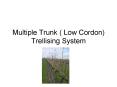 Multiple Trunk ( Low Cordon) Trellising System Multipl