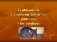 Leptospirosis La enfermedad de los pantanos y los roedore