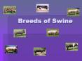 REVIEW- BREEDS BREEDS Common Parasites and Diseases Atrophi