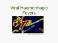 Viral Haemorrhagic Fevers Images www.google/images.co.z