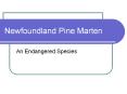 Newfoundland Pine Marten An Endangered Species Why Preserv