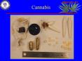 Cannabis Cannabis History of use Material from the Cannabi