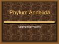 Phylum Annelida Segmented Worms Annelids What is a segmente