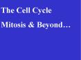 The Cell Cycle Mitosis & Beyond  Cancer cells contai