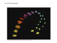 Ch 12 The Cell Cycle LE 12-5 Summary of Cell Cycle Phase