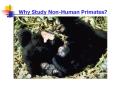 Why Study Non-Human Primates? Why Study Non-Human Primates