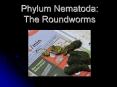 Phylum Nematoda: The Roundworms Roundworms Common name fo
