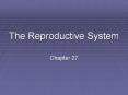 The Reproductive System Chapter 27 The Ovarian Cycle Th
