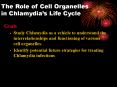 in Chlamydia s Life Cycle Goals Study Chlamydia as a vehicl