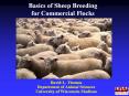 Basics of Sheep Breeding for Commercial Flocks David L