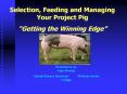Selection, Feeding and Managing Your Project Pig  Gettin