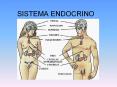 SISTEMA ENDOCRINO Introducci n Conjunto de  rganos y tejido