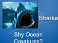 Sharks Shy Ocean Creatures? Anatomy of a Shark Sharks belon