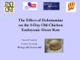 The Effect of Dobutamine on the 8-Day Old Chicken Embryoni