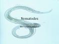 Nematodes We re Everywhere! Objectives Describe body for