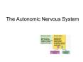 The Autonomic Nervous System The Autonomic Nervous Syste