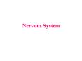 Nervous System Cells of the Nervous System The Actio