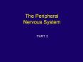 The Peripheral Nervous System PART 3 Peripheral Nervou