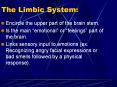 The Limbic System: Encircle the upper part of the brai