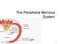 The Peripheral Nervous System Peripheral Nervous System way