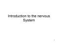 Divisions of the nervous system Central nervous system 