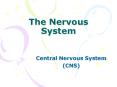 The Nervous System Central Nervous System (CNS) THE CENTRA