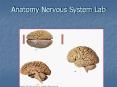 Anatomy Nervous System Lab Essentials of Anatomy 