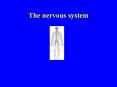 The nervous system What is the nervous system made up of