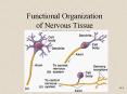 Functional Organization of Nervous Tissue The Nervous Syste