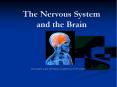 The Nervous System and the Brain Information in thi