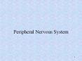 Peripheral Nervous System Peripheral nervous system consist