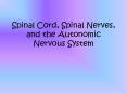 Spinal Cord, Spinal Nerves, and the Autonomic Nervous Syste