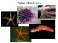 Phylum Echinodermata Phylum Echinodermata Phylu