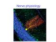 Nerve physiology First things first  Brain and crania