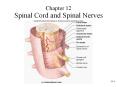 Chapter 12 Spinal Cord and Spinal Nerves 12-* * * * * * * 