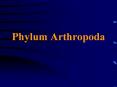 Phylum Arthropoda Arthropod Diversity Subphylum Trilobita 