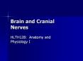 Brain and Cranial Nerves HLTH128: Anatomy and Physiology 