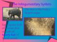 The Integumentary System The skin is the body s larges