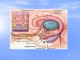 Corpus Callosum Septum Pellucidum Cingulate Gyrus Thalamu