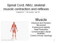 Spinal Cord, NMJ, skeletal muscle contraction and reflexe