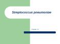 Streptococcus pneumoniae Chapter 23 Streptococcus pneumonia