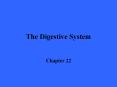 The Digestive System Chapter 22 The Digestive System Th
