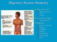 Digestive Tract Histology Digestive System Regulatio