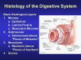 Histology of the Digestive System Basic Histological Layer