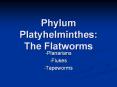 Phylum Platyhelminthes: The Flatworms Planarians Fluke