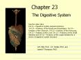 Chapter 23 The Digestive System Use the video clips: CH 23 